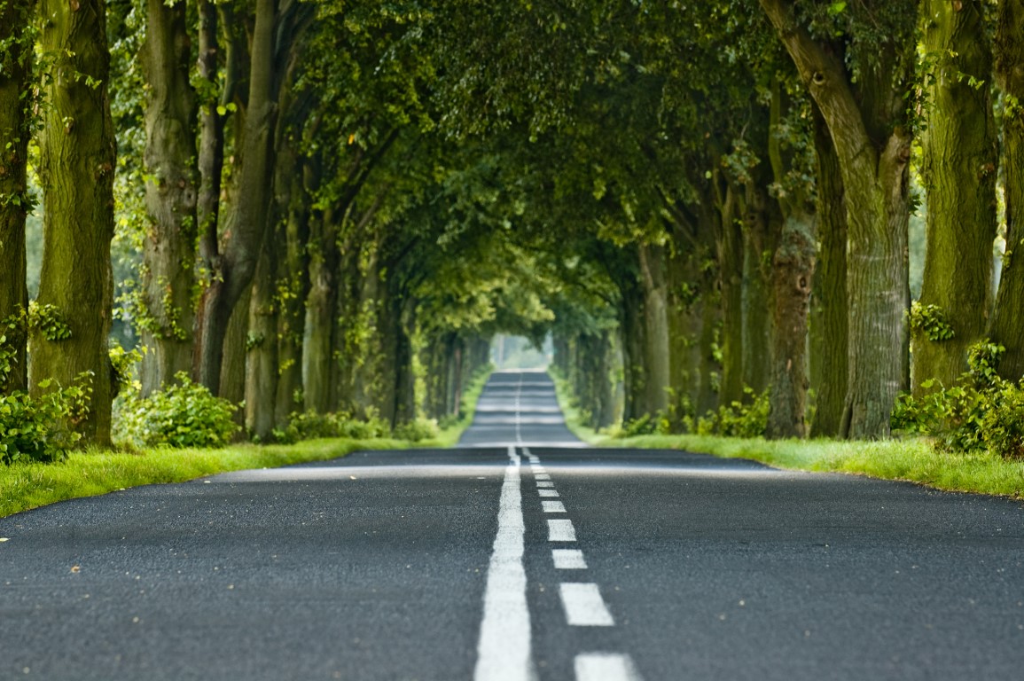 Arbre au bord des routes - fotolia