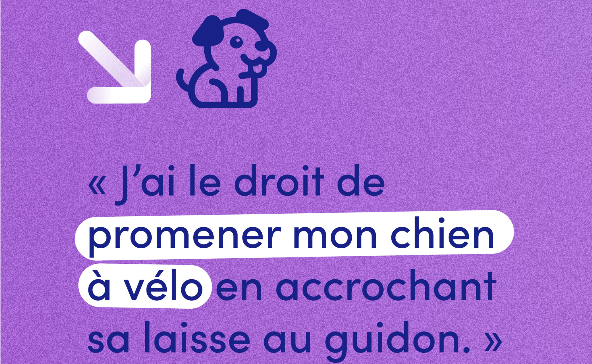 Le saviez-vous ? Promener son chien à vélo